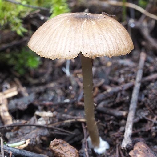 Entoloma readiae | About Tasmania