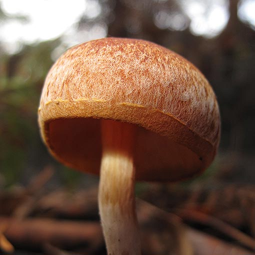 Gymnopilus allantopus, fungi, Tasmania