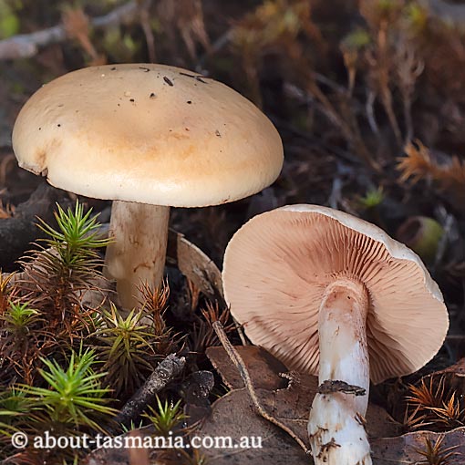 Hebeloma aff. kammala, fungi, Tasmania