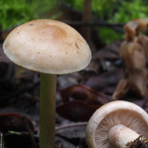 Hebeloma aff. kammala, fungi, Tasmania