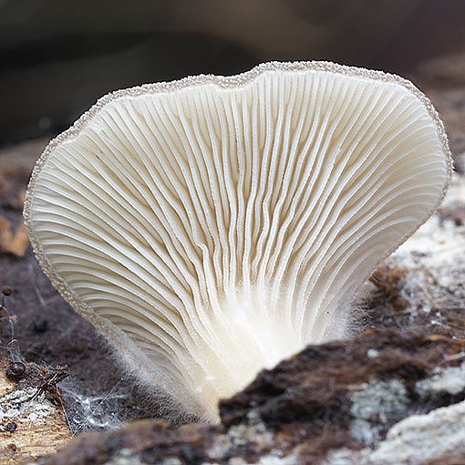 Hohenbuehelia sp., fungi, Tasmania