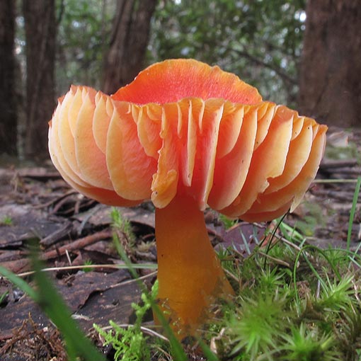 Hygrocybe firma, fungi, Tasmania