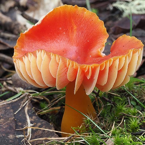 Hygrocybe firma, fungi, Tasmania