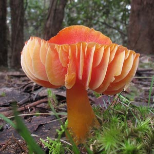 Hygrocybe firma