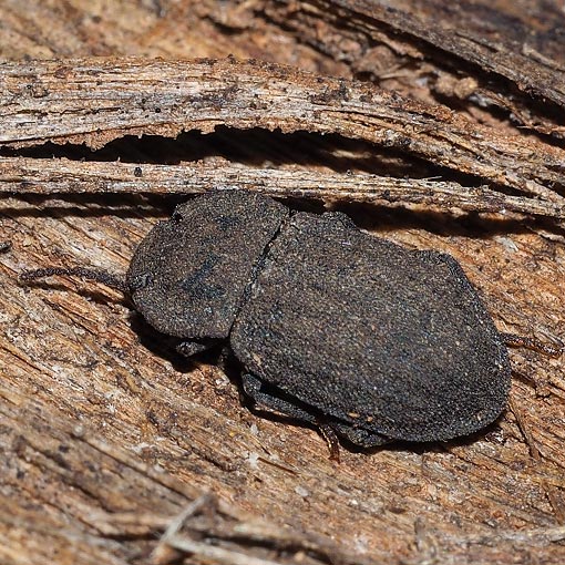 Isopteron obscurum, beetle, Tasmania
