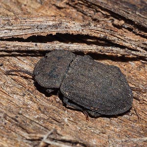 Isopteron obscurum