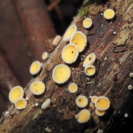 Lachnum lachnoderma, fungi, Tasmania