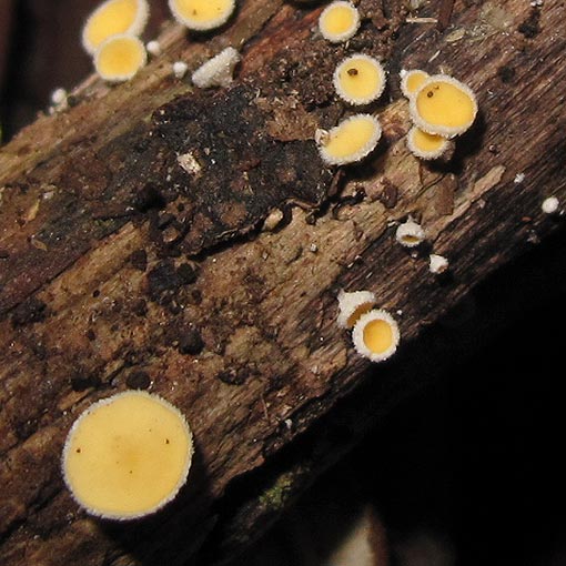 Lachnum lachnoderma, fungi, Tasmania