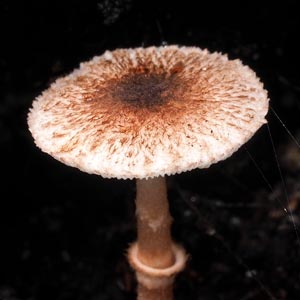 Lepiota haemorrhagica