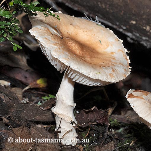 Limacella pitereka, Tasmania, fungi