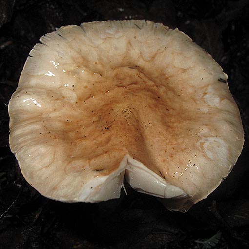 Limacella pitereka, Tasmania, fungi