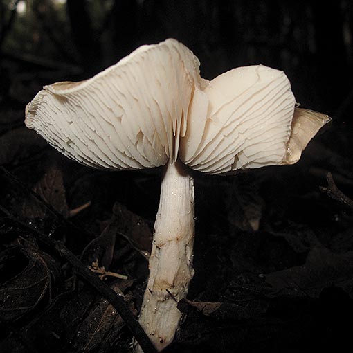Limacella pitereka, Tasmania, fungi