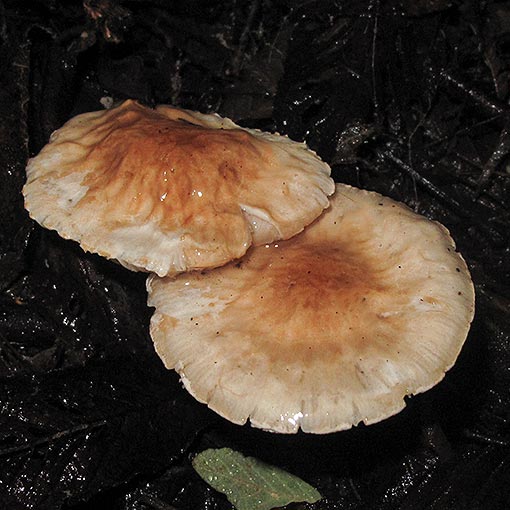 Limacella pitereka, Tasmania, fungi