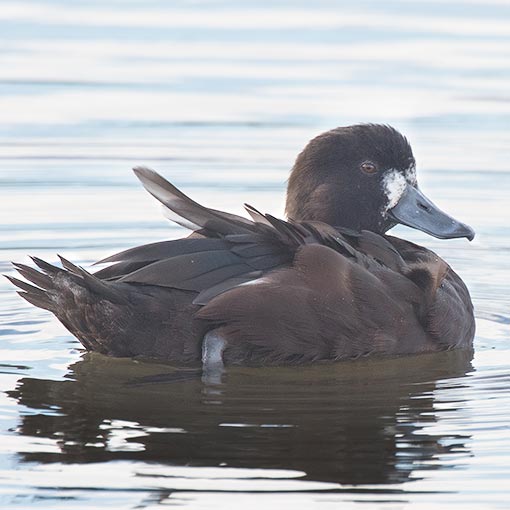 Aythya novaeseelandiae, New Zealand Scaup, Tasmania