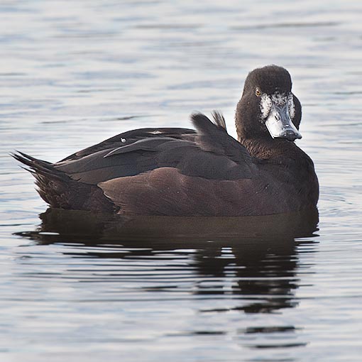Aythya novaeseelandiae, New Zealand Scaup, Tasmania