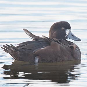 New Zealand Scaup