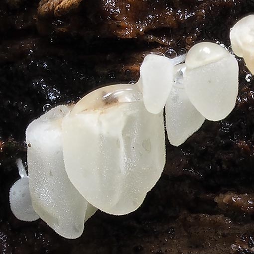 Physalacria inflata, fungi, Tasmania