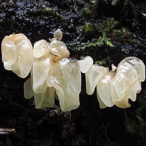 Physalacria inflata, fungi, Tasmania