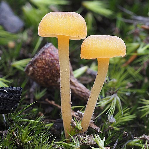 Rickenella fibula, fungi, Tasmania