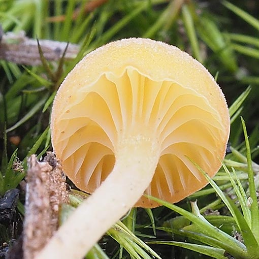 Rickenella fibula, fungi, Tasmania