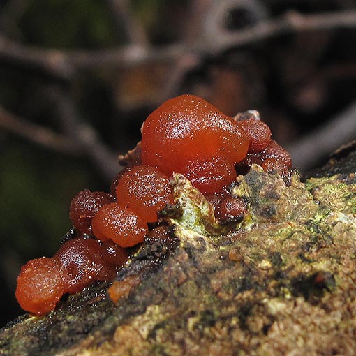 Tremella fimbriata, fungi, Tasmania