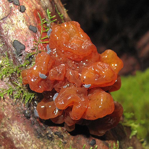 Tremella fimbriata, fungi, Tasmania