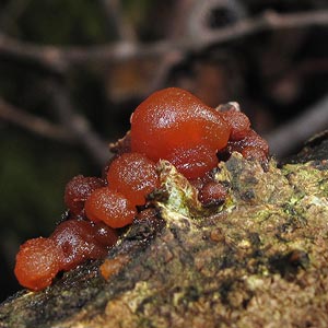 Tremella fimbriata