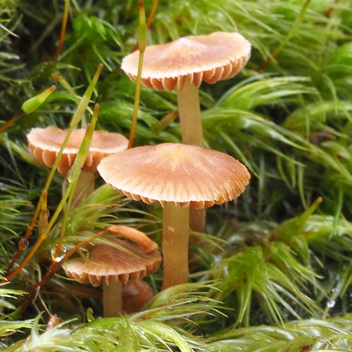 Cortinarius sp., fungi, Tasmania