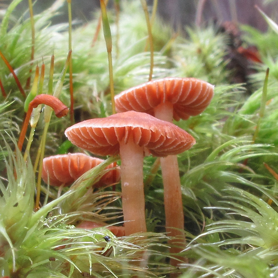 Cortinarius sp., fungi, Tasmania