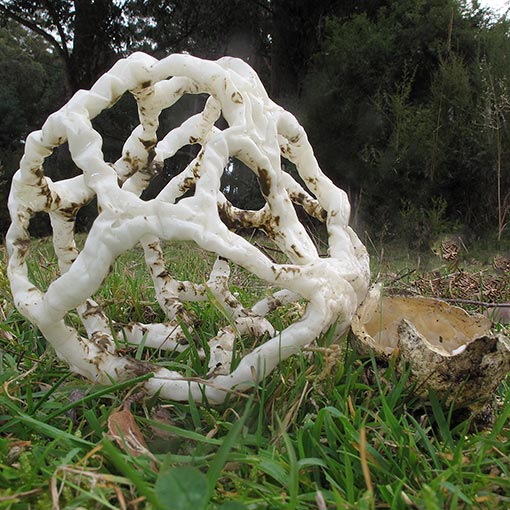 Ileodictyon cibarium, Tasmania, fungi