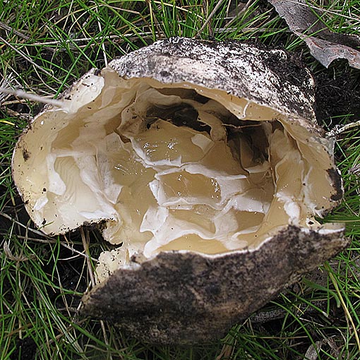 Ileodictyon cibarium, Tasmania, fungi
