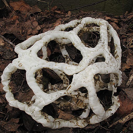 Ileodictyon cibarium, Tasmania, fungi