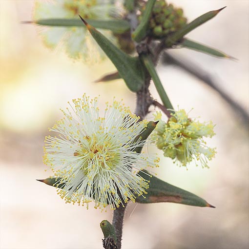 Acacia gunnii, Tasmania