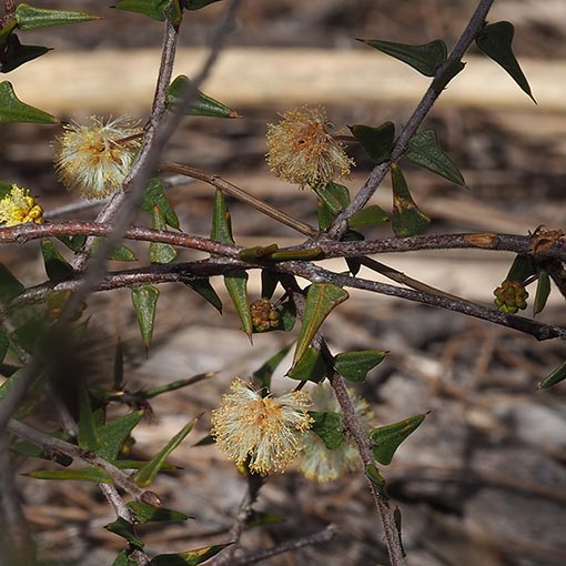 Acacia gunnii, Tasmania