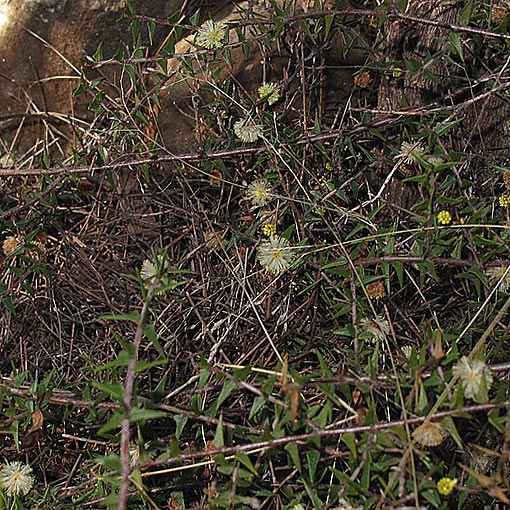 Acacia gunnii, Tasmania