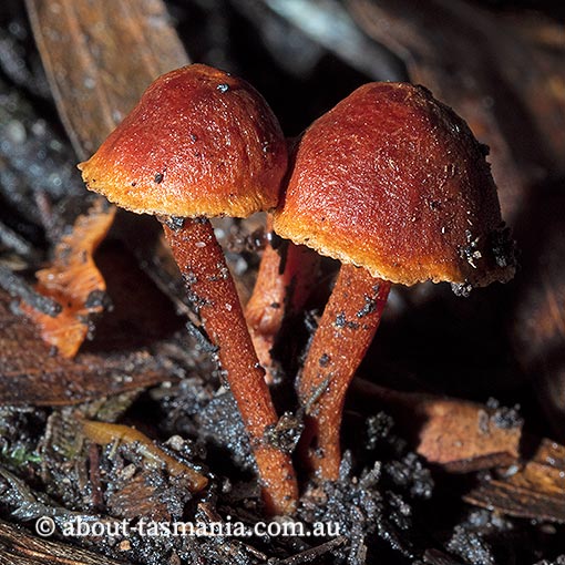 Callistosporium 'dry red', Tasmania, fungi