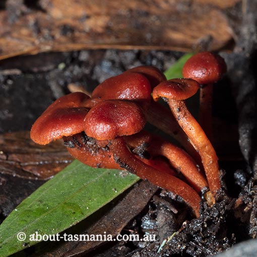 Callistosporium 'dry red', Tasmania, fungi