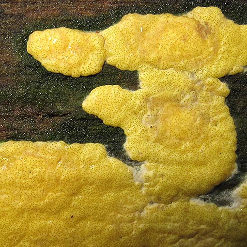 Hypocrea aff. megalosulphurea, fungi, Tasmania