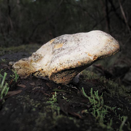 Piptoporus australiensis, fungi, Tasmania