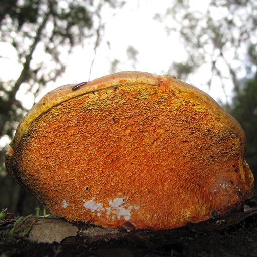Piptoporus australiensis, fungi, Tasmania