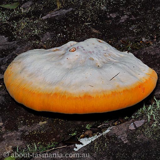 Piptoporus australiensis, fungi, Tasmania