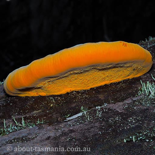 Piptoporus australiensis, fungi, Tasmania
