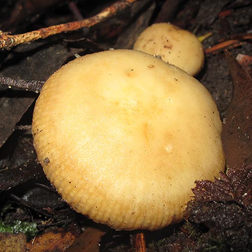 Russula neerimea, fungi, Tasmania