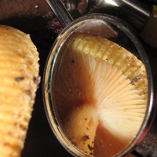 Russula neerimea, fungi, Tasmania