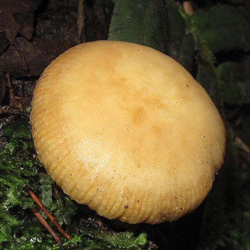 Russula neerimea, fungi, Tasmania