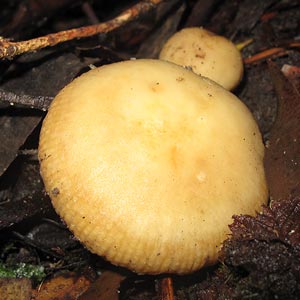 Russula neerimea