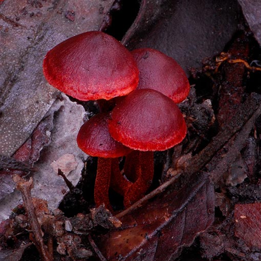 Callistosporium 'dry red', Tasmania, fungi