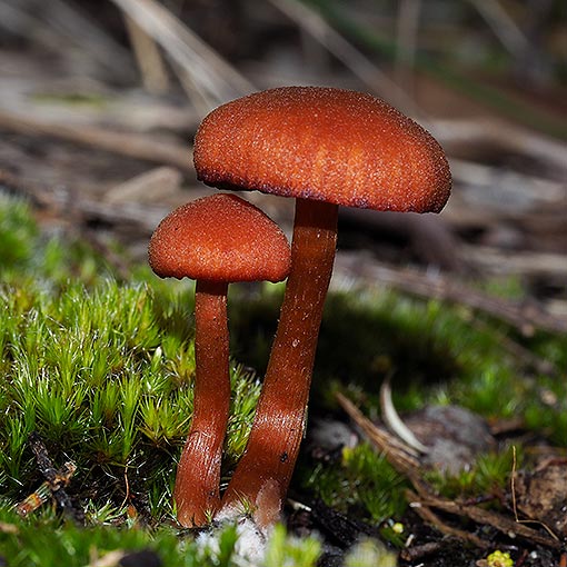 Laccaria sp., fungi, Tasmania