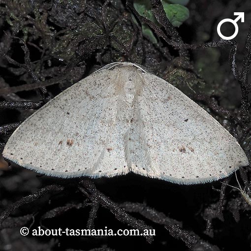 Casbia farinalis, Geometridae, Tasmania, moth
