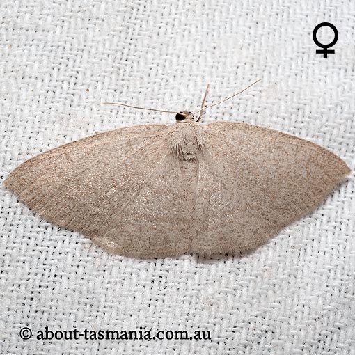 Casbia farinalis, Geometridae, Tasmania, moth